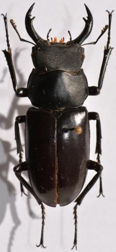Dorcus yamadai